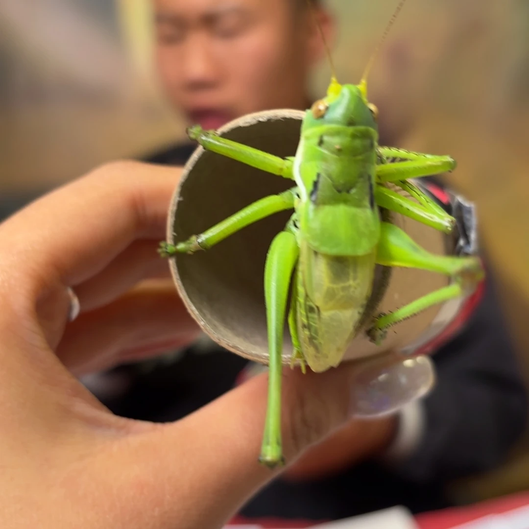 拳***王蝈蝈蝈蝈福福价格