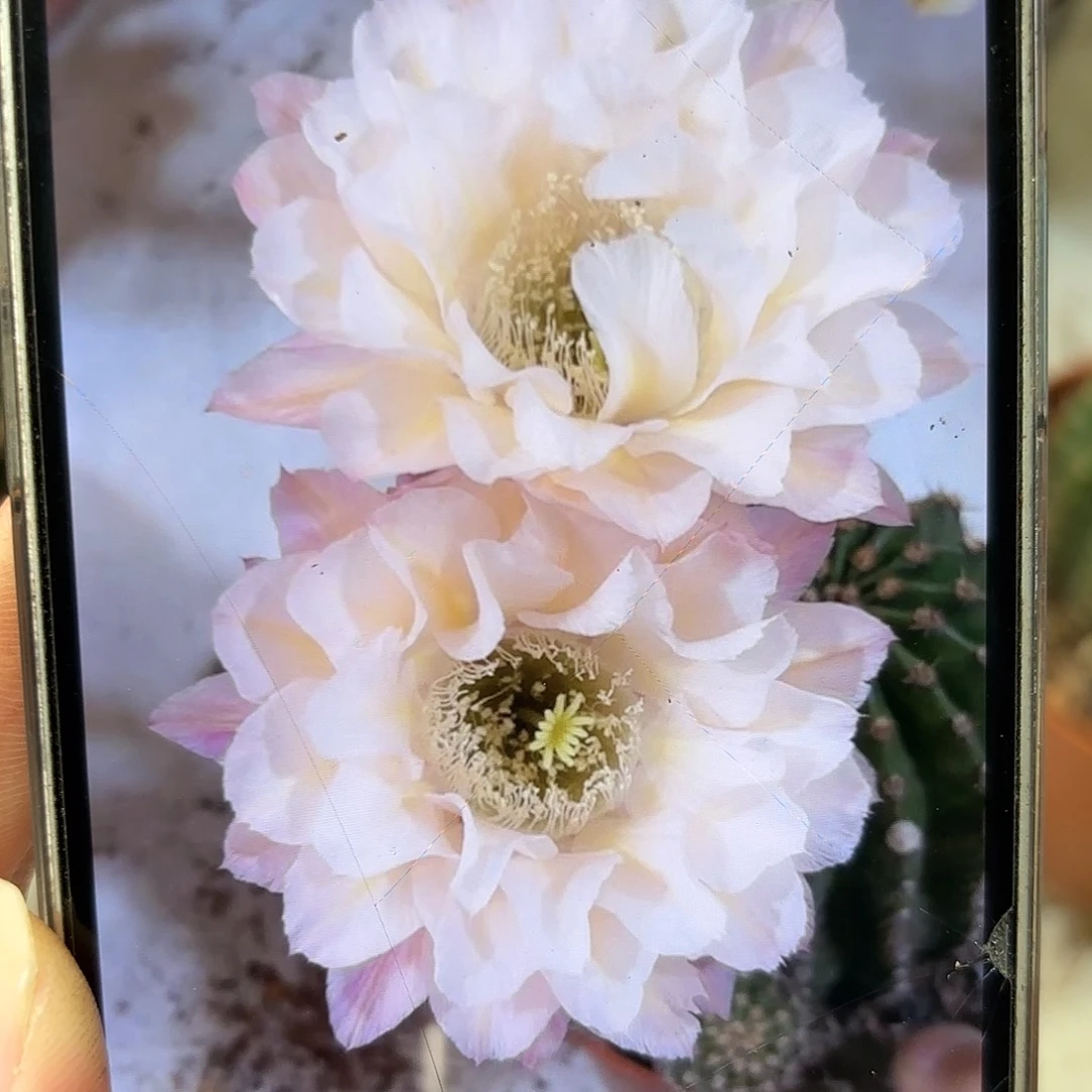 彩草13姨2.5公分侧牙