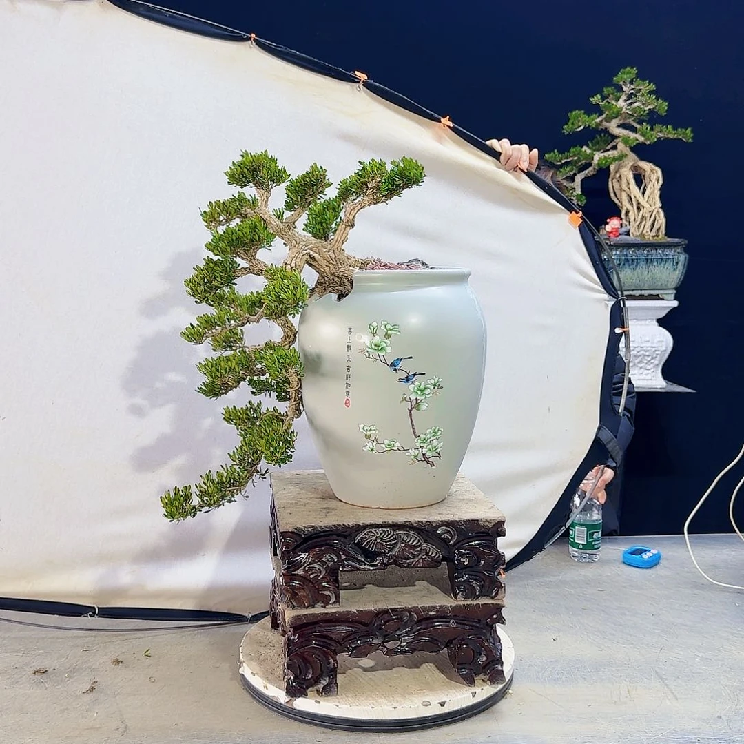 高端盆景艺术作品