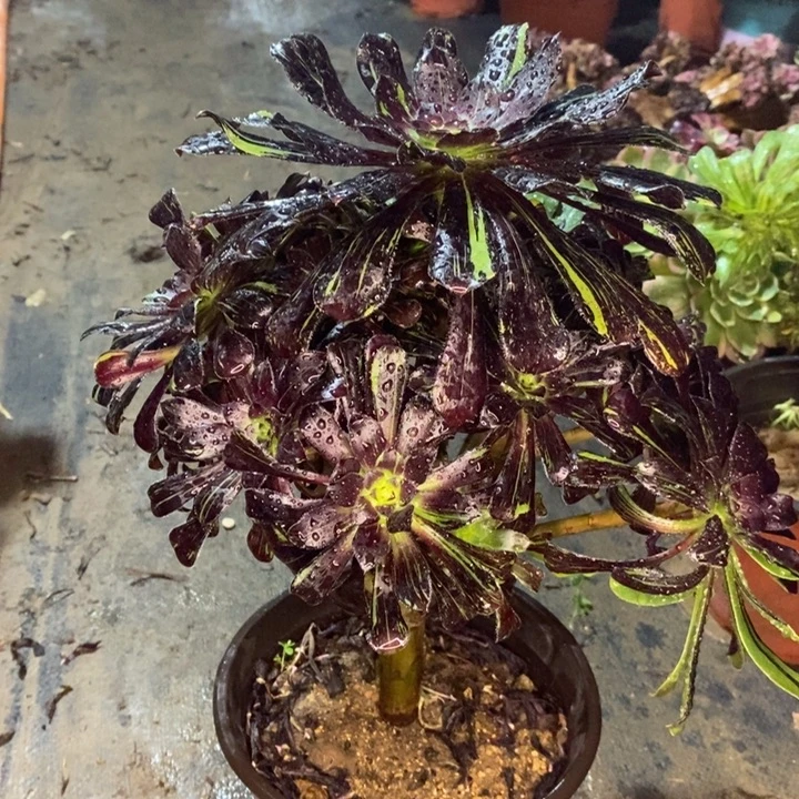 水墨丹青多肉植物44