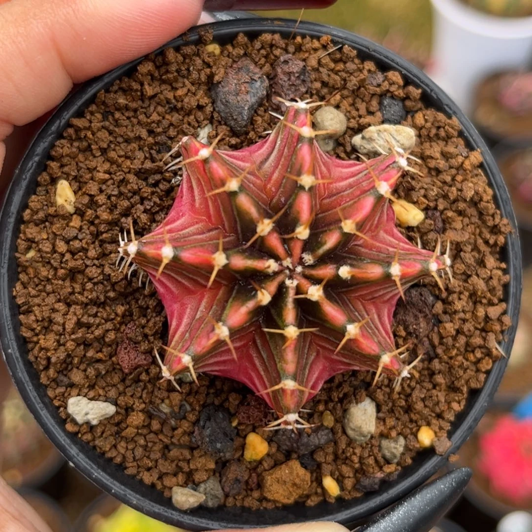 泰系肋骨锦 带盆土发货