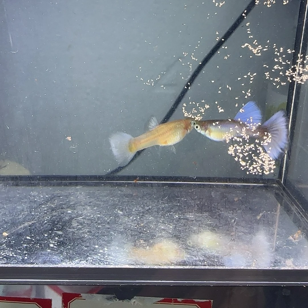 孔雀鱼拉珠利紫尾一对