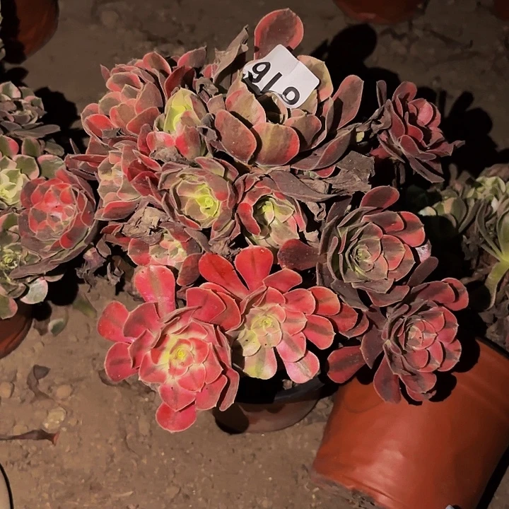 616凤冠多肉植物不售后