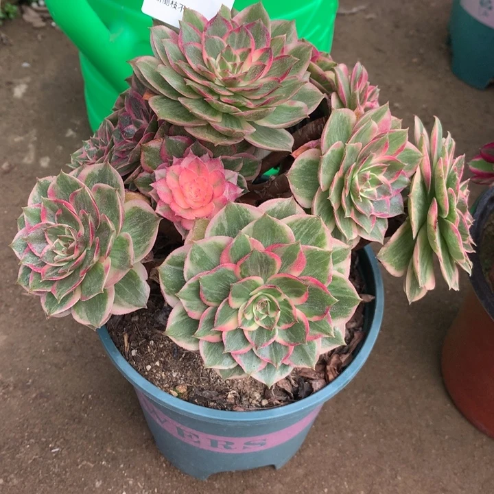 531莲花座多肉植物特价