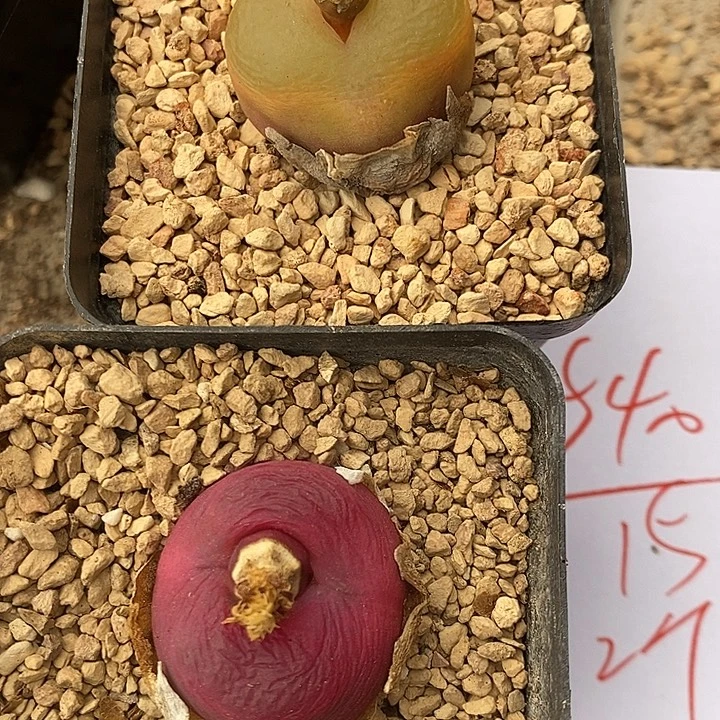 540两颗大母本。