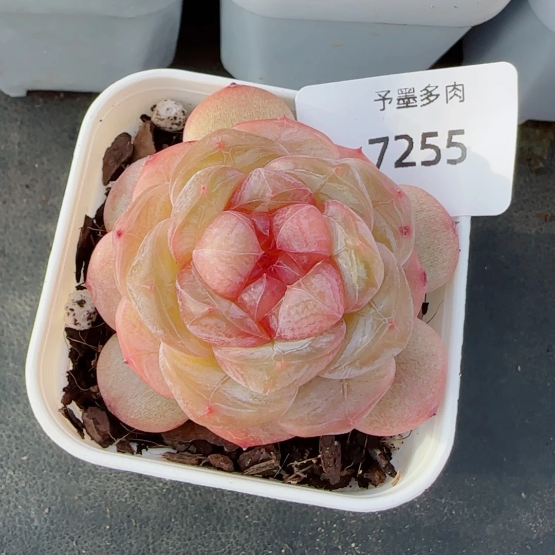 红蔷薇，7255多肉植物