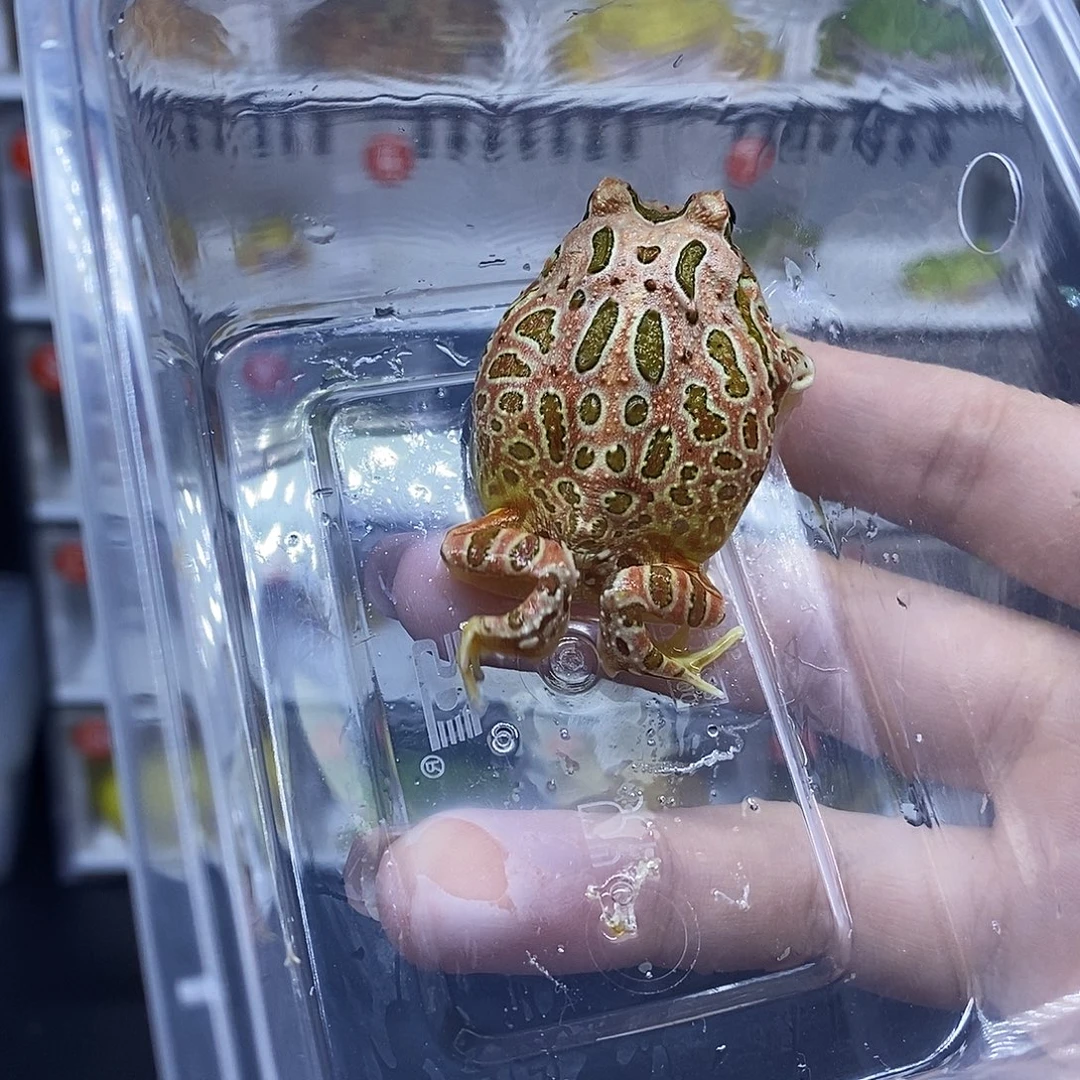角蛙角蛙角蛙角蛙