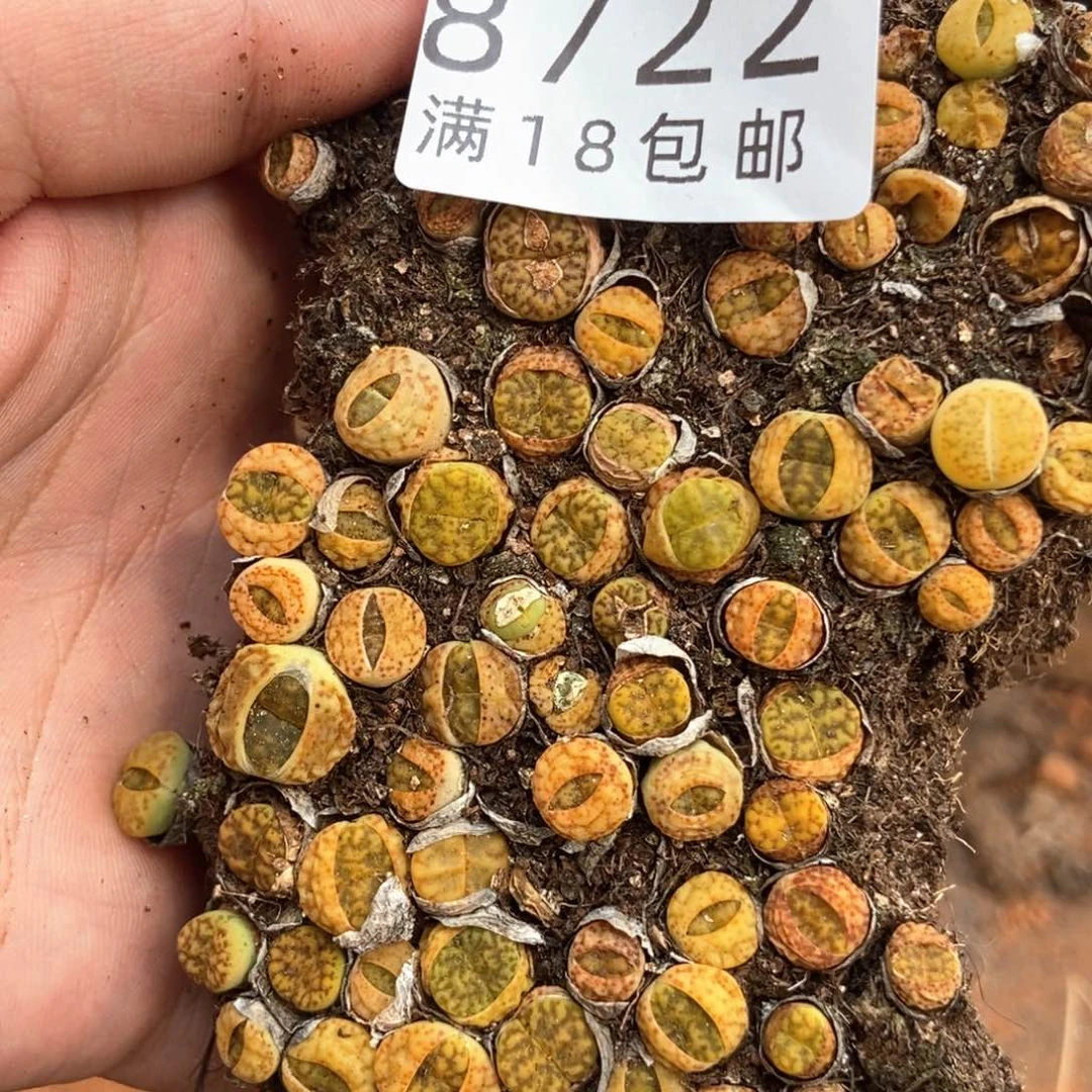 8722黄明玄切糕微瑕