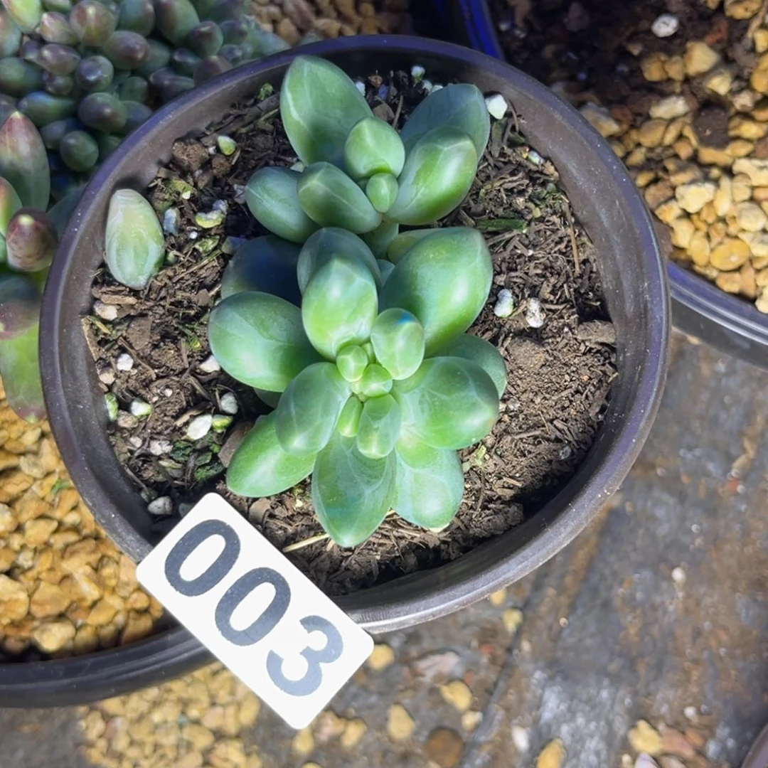 多肉植物卡布奇诺003