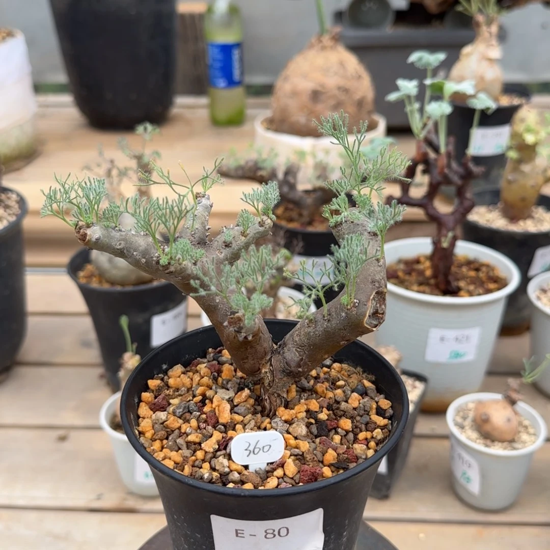 80黑皮月界块根植物