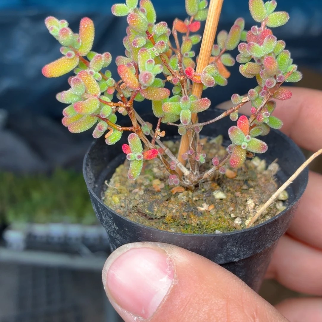 蜜橘糖球多肉9.9包邮发货