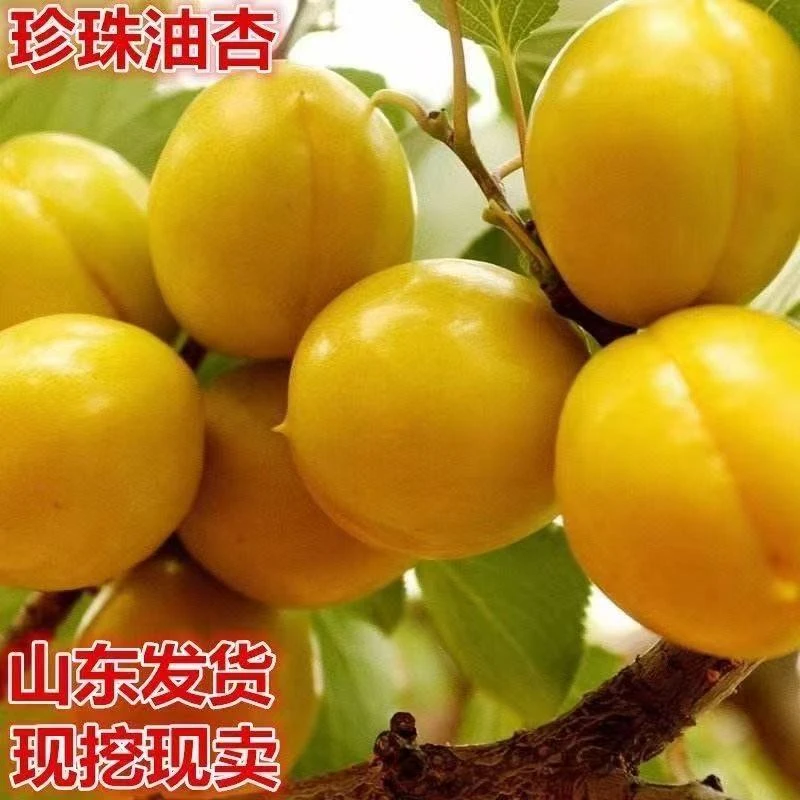 珍珠油杏树苗嫁接杏树苗盆栽地栽果树苗当年结果南方北方种植果树