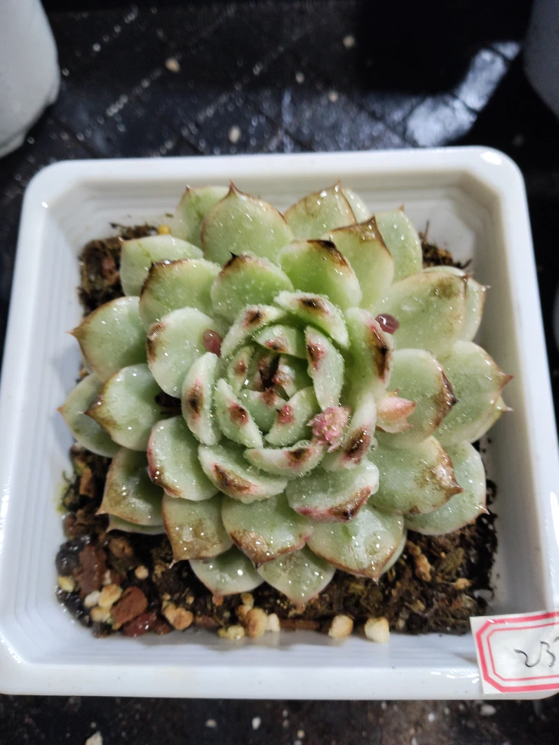 非偏远18包邮  一物一拍  12厘米盆 A233绿水晶覆轮锦