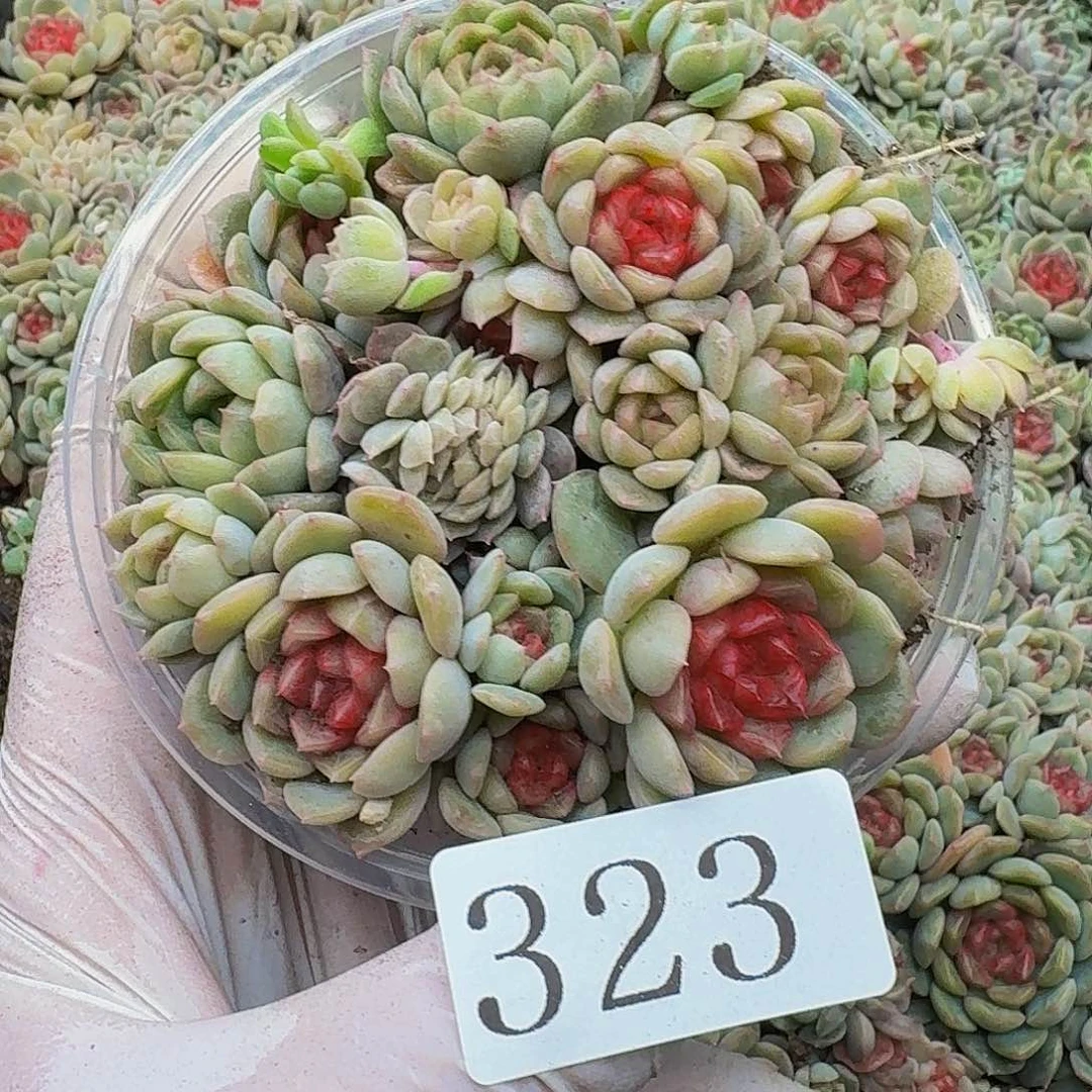 多肉植物多肉植物323