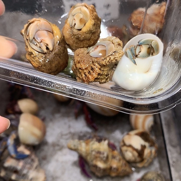 奔跑家4只福利套盒15号