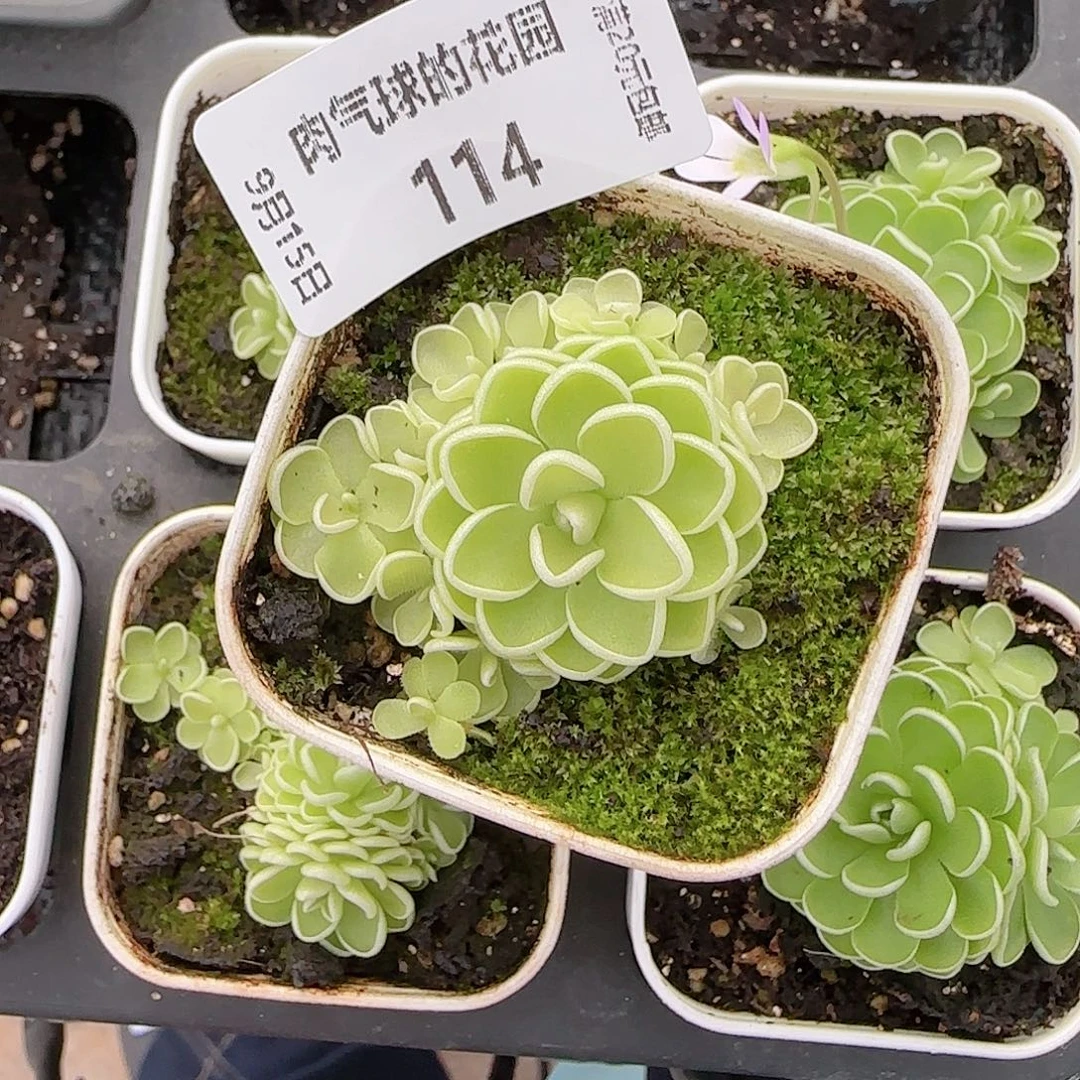 0915--- 114爱丽丝，
