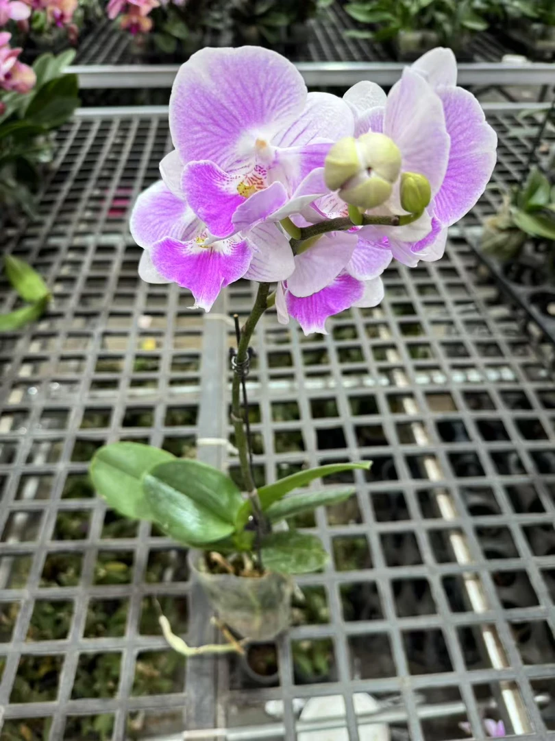 蝴蝶兰【妖娆】昆明直发