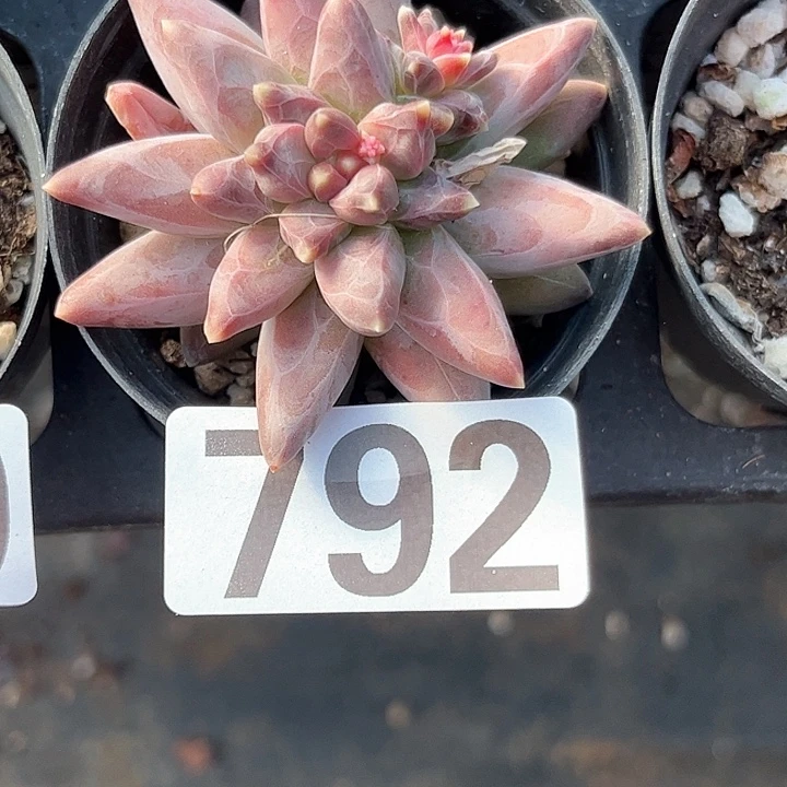 二**一多肉植物一物一拍