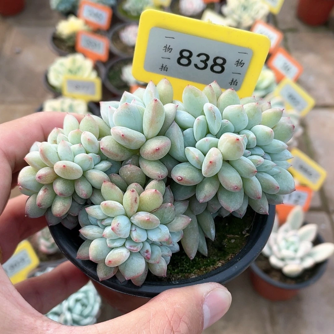 【闪购商品】838号