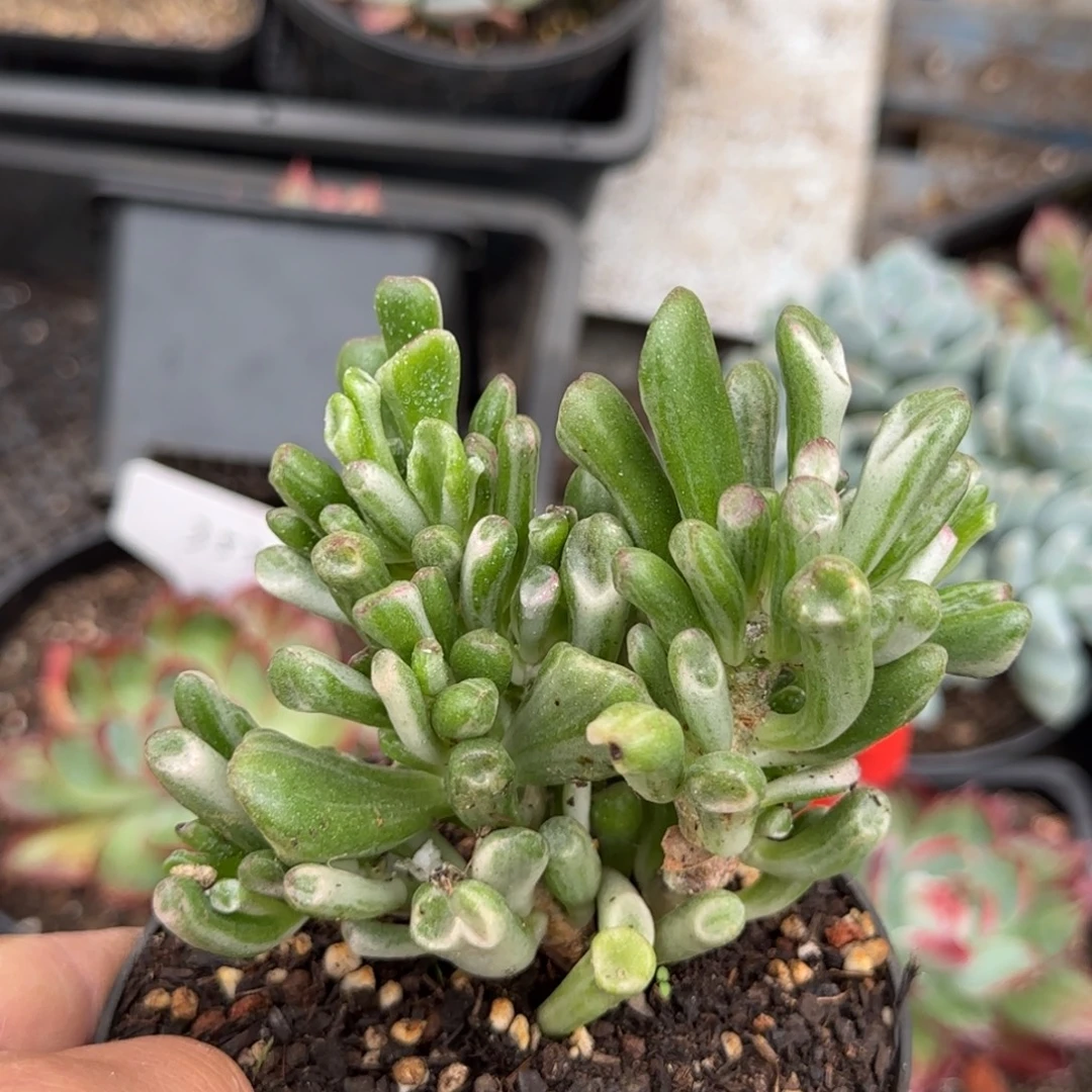 西彩树锦惊鸿一玉一拍包装收缩花旱