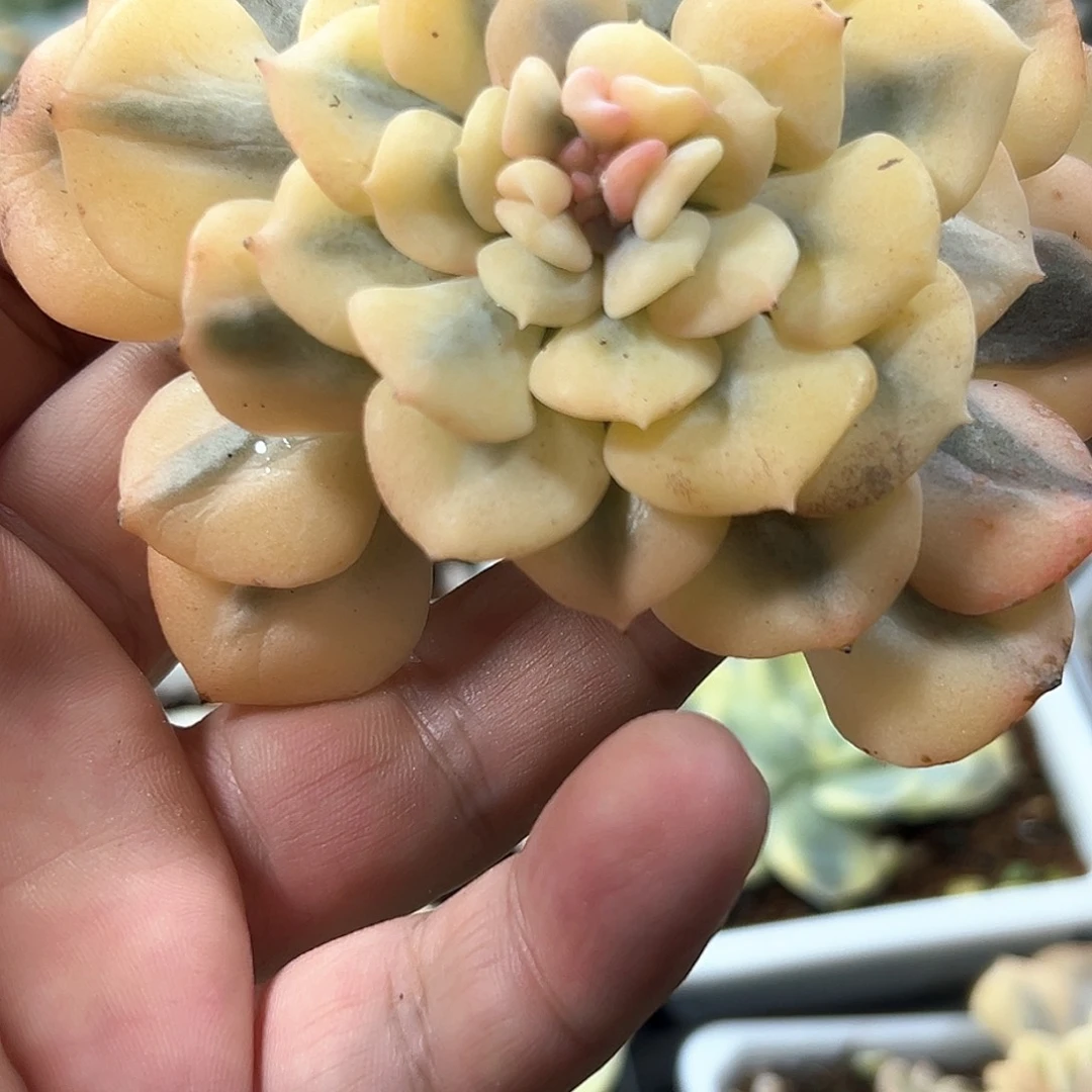 雪精灵锦 小方花圃一单包邮非偏远