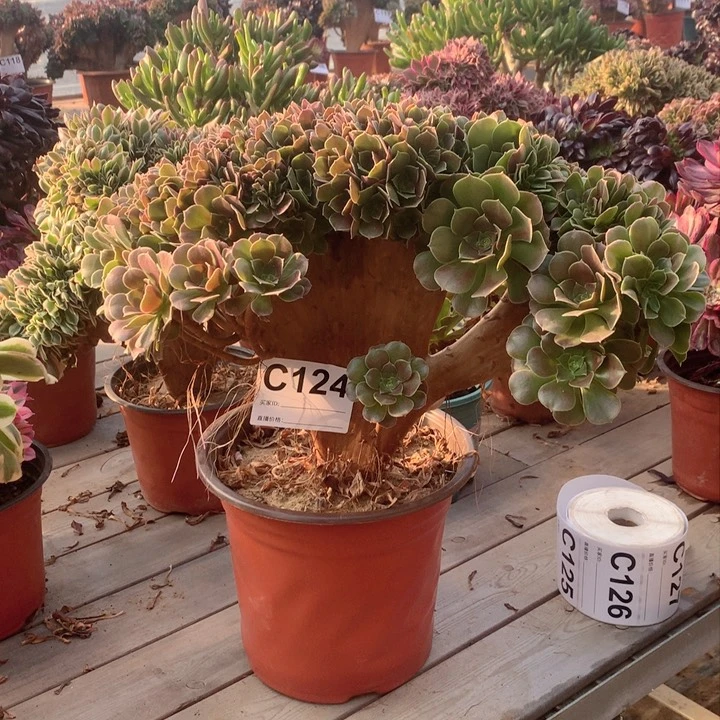 124玫瑰朵朵缀多肉法师