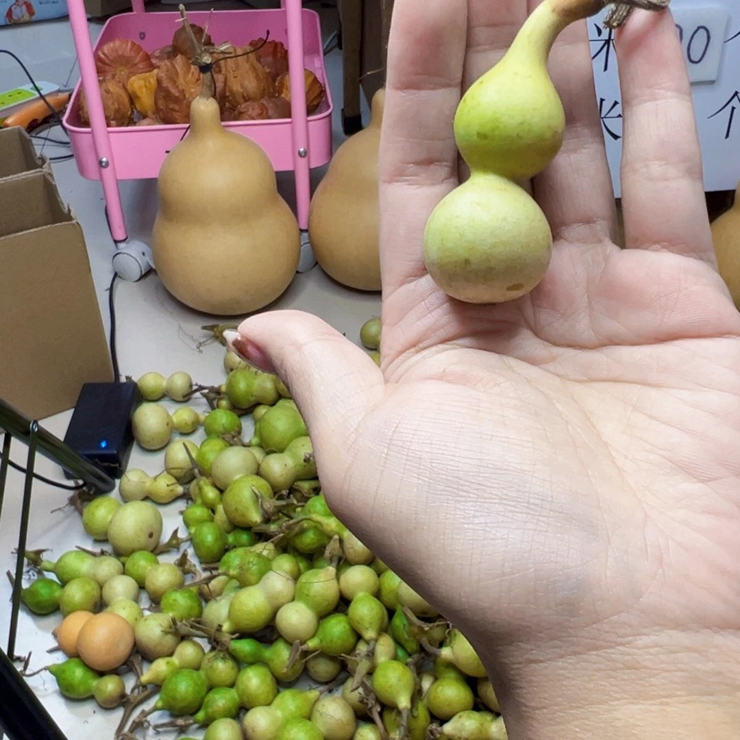 葫芦中国大陆天*