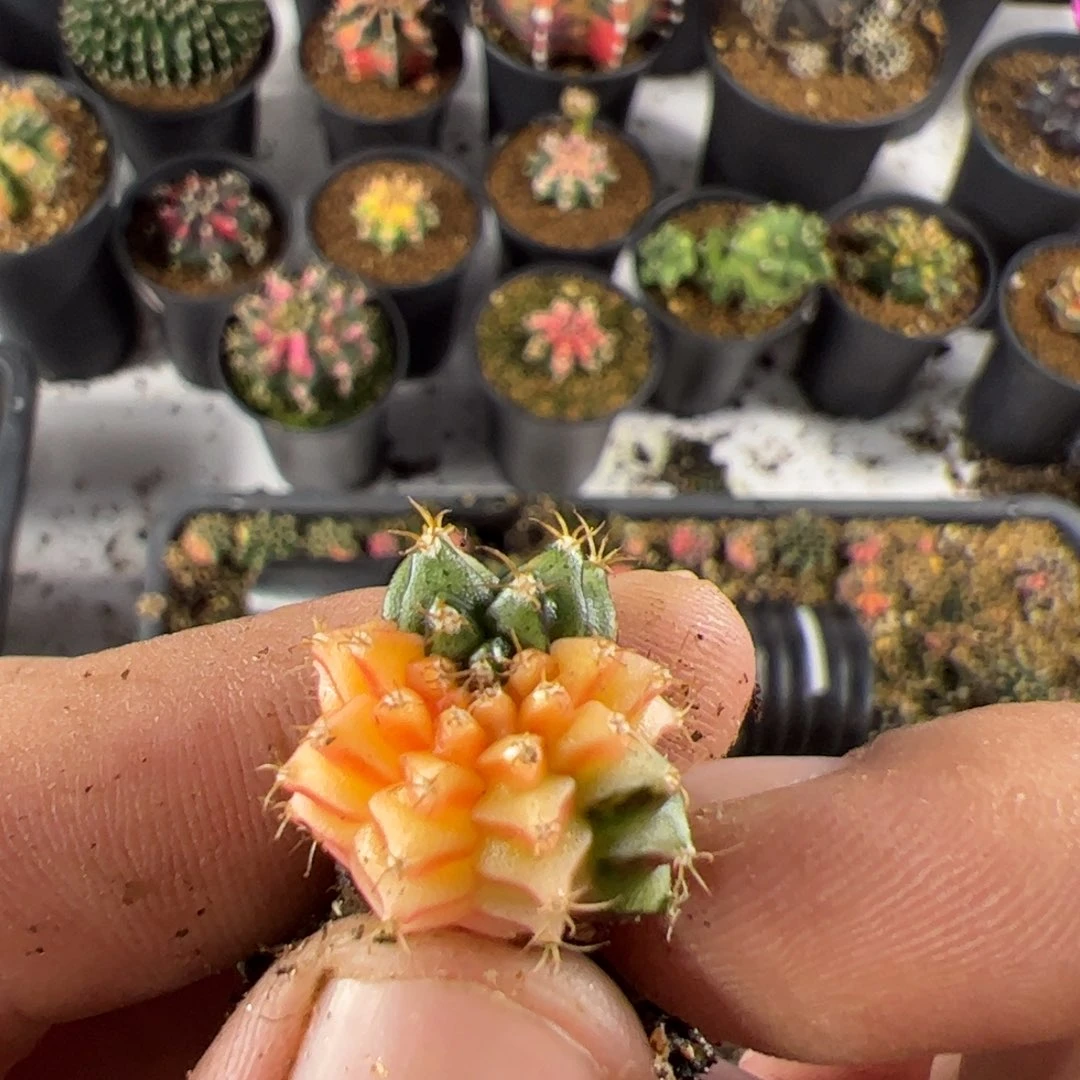 当前无花栽培后可以开花949