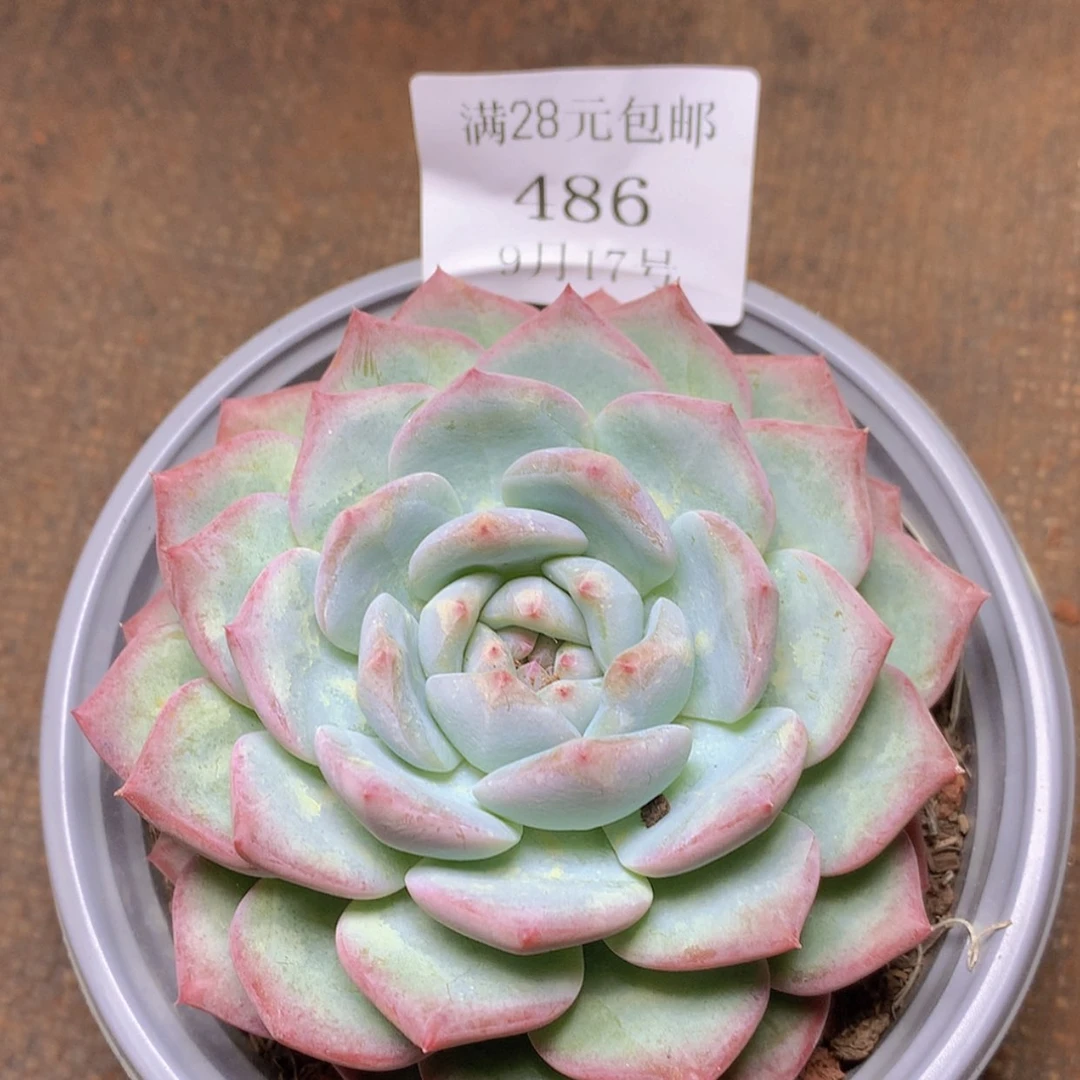 【闪购商品】云486号梦露杂7厘米