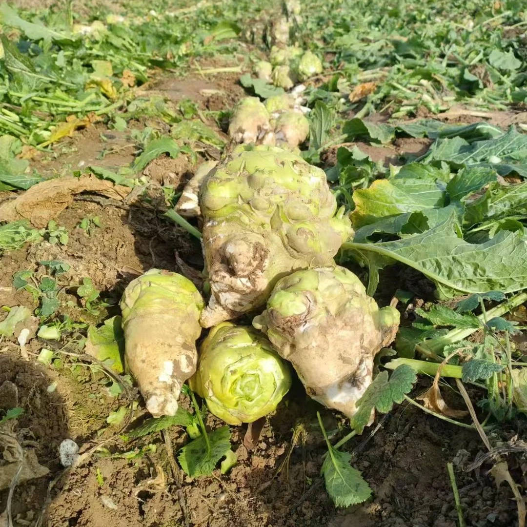 山东特产狮子头咸菜疙瘩，0添加，无防腐剂的农家小咸菜