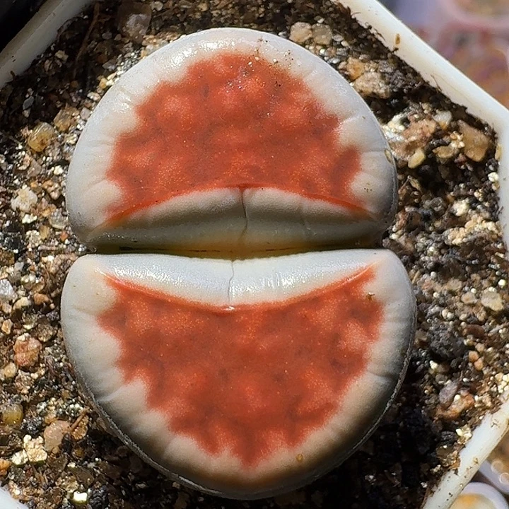 生石花22222。  3.0左右。 97