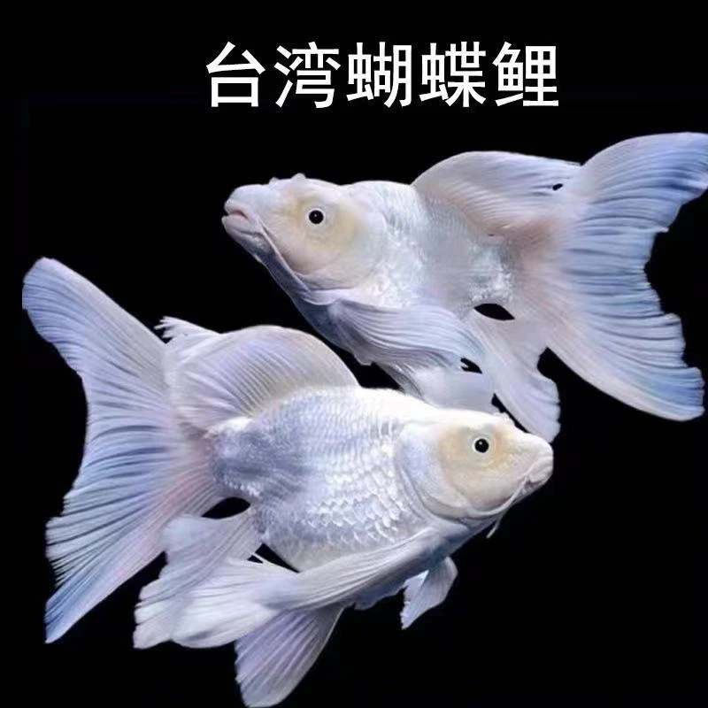 蝴蝶鲤鱼11-13精品包活到家好养蝴蝶鲤观赏鱼