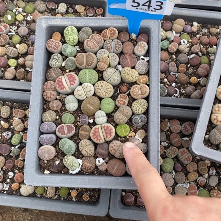 小***子生石花等植物的生长543