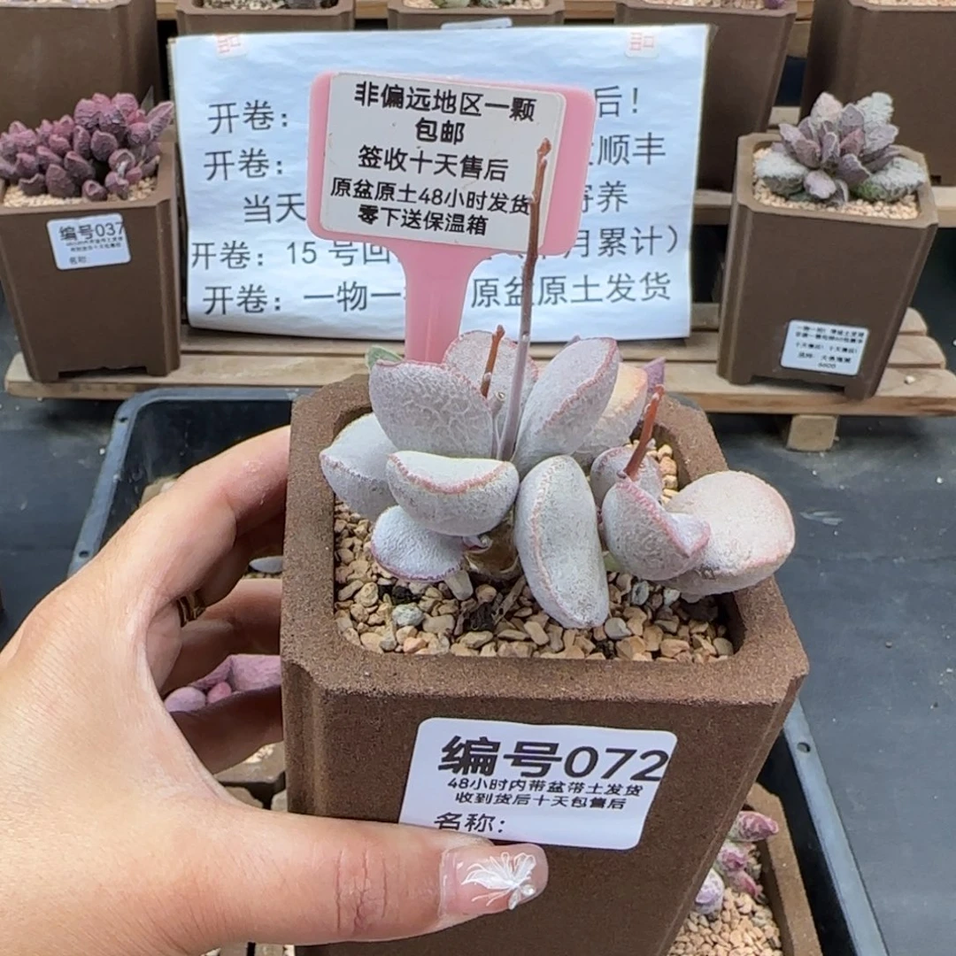072饺子磨砂蛋多肉植物