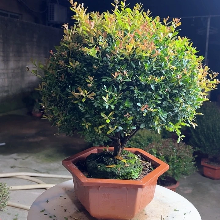 完全开放【***】赤楠