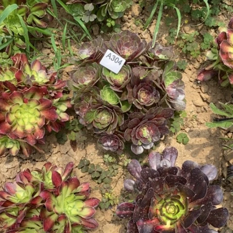 青*花月夜绣球一物一拍