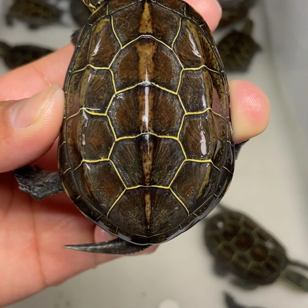 中华草龟不分公母