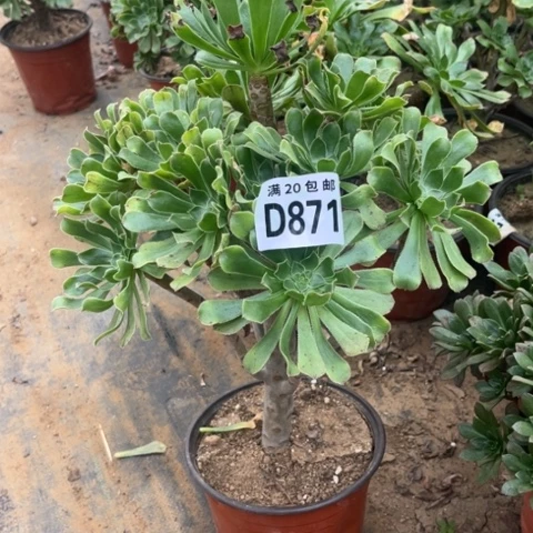 871原始绿不包断枝