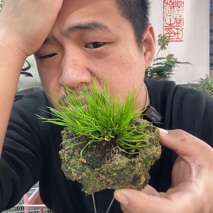 以实际为准盆景盆栽绿植68