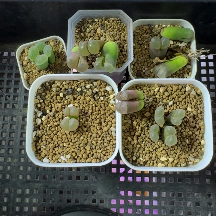 4***7多肉................全部.....