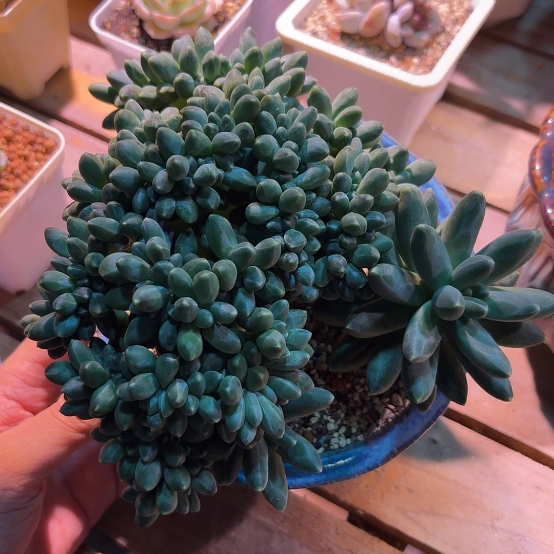 千代田缀化 多肉多肉