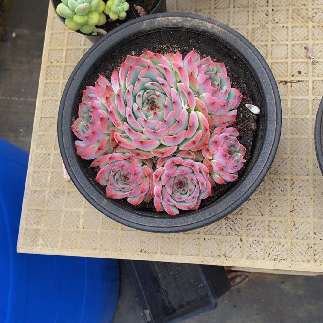 皮****48包邮多肉植物一物一拍