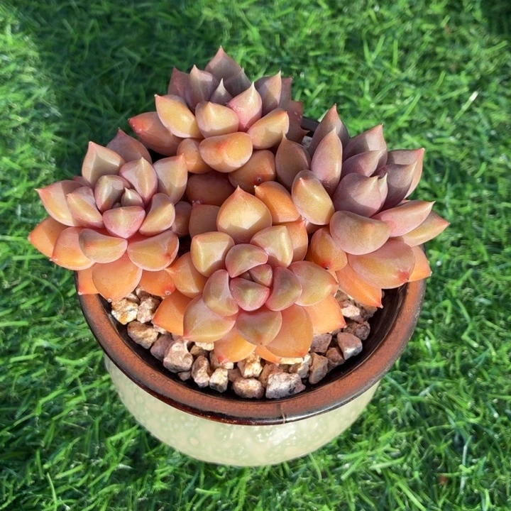 多肉植物 红象牙-4