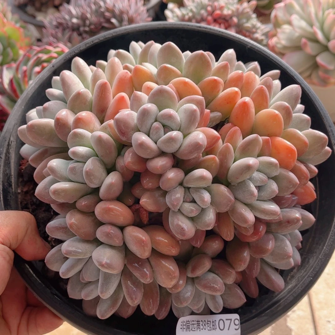 079香水德华多肉