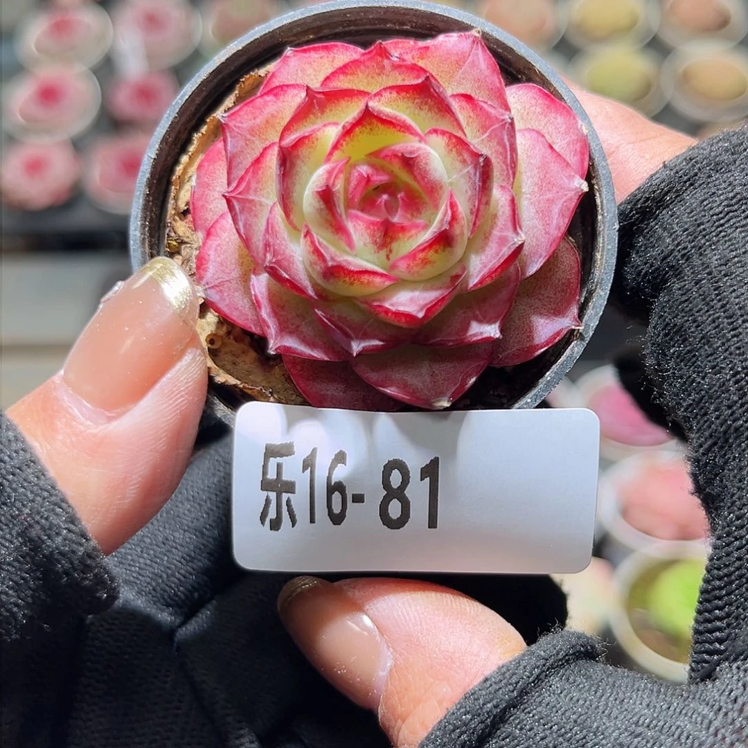 乐16-81 女王单头