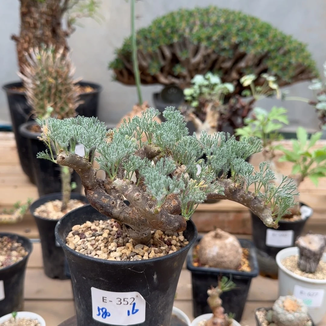 352黑皮月界块根植物