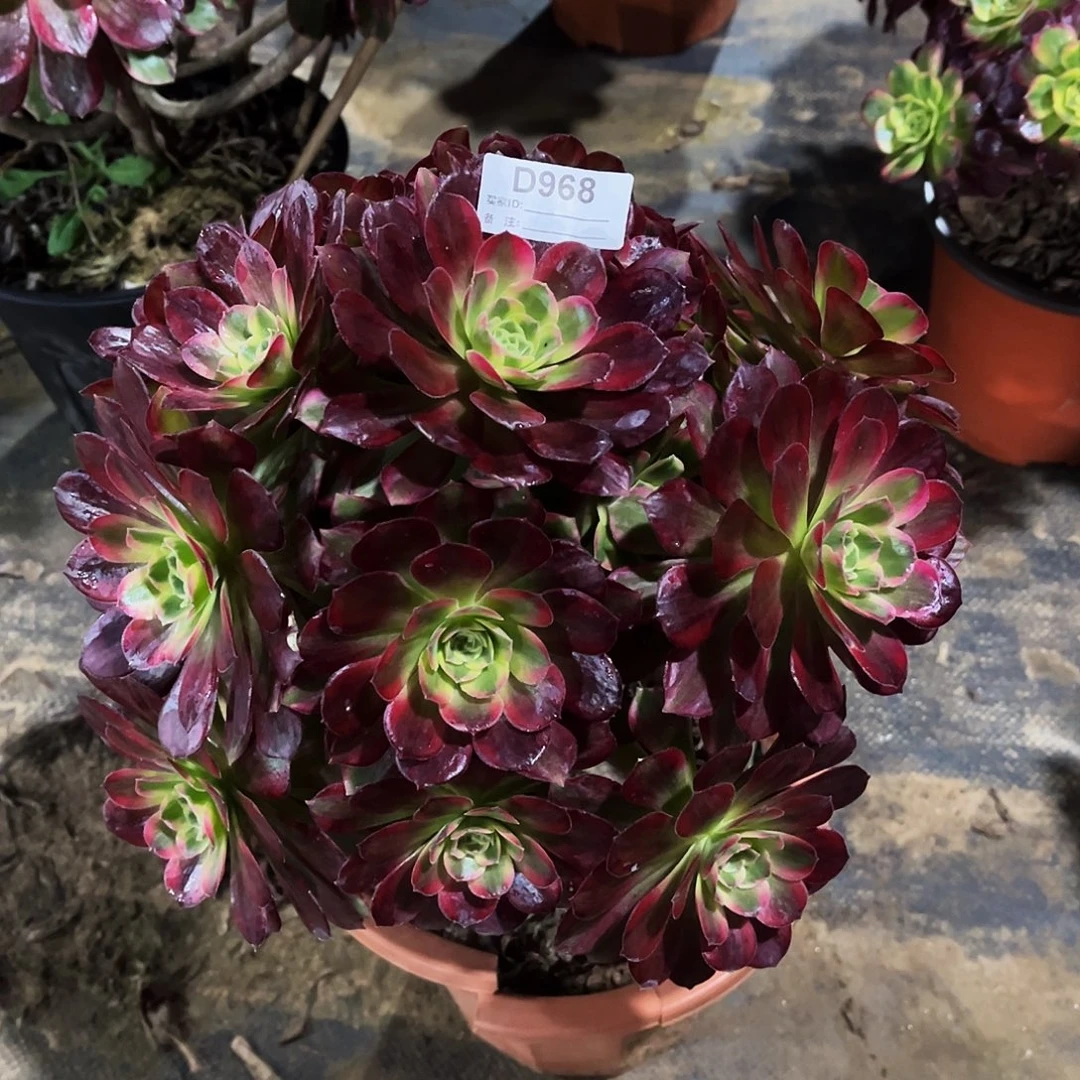 完全开放多肉植物968安娜