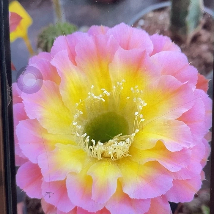 黄心粉4公分以上侧牙福利