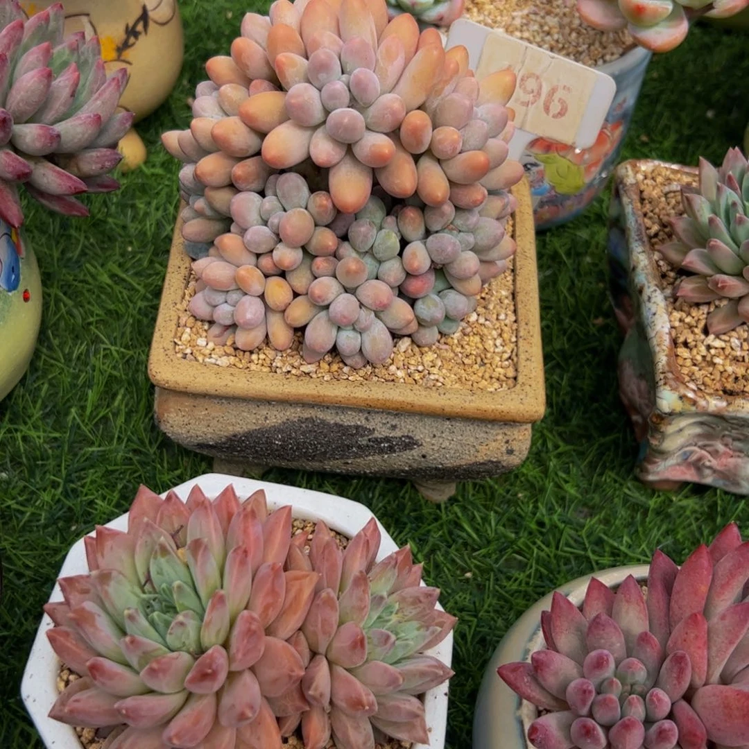 ?***?汤圆多肉植物带盆