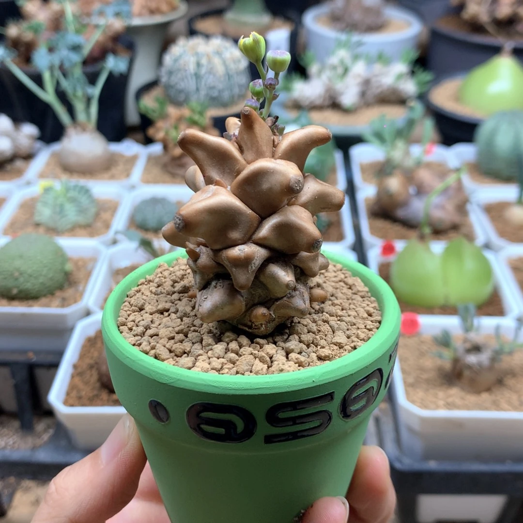 王***琳绿盆蛮鬼塔带盆多肉